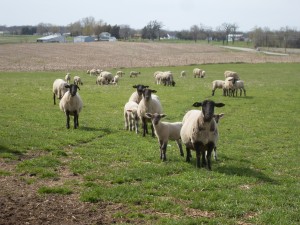 Sheep - Judith McCoy Miller